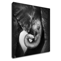 Impresi Obraz Slon černobílý - 60 x 60 cm
