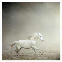 Fotografie White horse galloping, Christiana Stawski, 40 × 40 cm