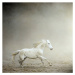 Fotografie White horse galloping, Christiana Stawski, 40 × 40 cm