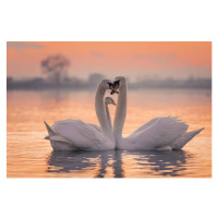 Fotografie Swans floating on lake during sunset, SimonSkafar, 40 × 26.7 cm