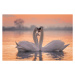 Fotografie Swans floating on lake during sunset, SimonSkafar, (40 x 26.7 cm)