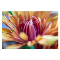 Fotografie A Macro Closeup of a Chrysanthemum Flower, Gabriel Perez, 40 × 26.7 cm