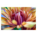 Fotografie A Macro Closeup of a Chrysanthemum Flower, Gabriel Perez, 40 × 26.7 cm