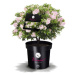 Pěnišník 'Bloombux' květináč 5 litrů, průměr 20/25cm, koule