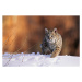 Fotografie Bobcat, Felis rufus, walking in snow,, Kevin Schafer, 40 × 26.7 cm