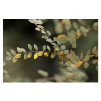 Fotografie Colorful leaves, Goxi, 40 × 26.7 cm