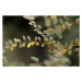 Fotografie Colorful leaves, Goxi, 40 × 26.7 cm