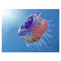 Fotografie Crown Jellyfish, Henry Jager, 40 × 30 cm