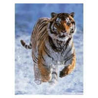 RAVENSBURGER-Tygr na sněhu 500d - puzzle