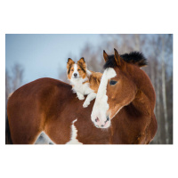 Umělecká fotografie Draft horse and red border collie dog, vikarus, (40 x 26.7 cm)
