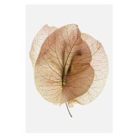 Ilustrace Bougainvillea Study No7, Shot by Clint, 30 × 40 cm