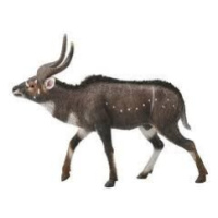 COLLECTA Nyala horská