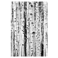 Umělecká fotografie Birch trunks, Sisi & Seb, (26.7 x 40 cm)
