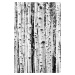 Umělecká fotografie Birch trunks, Sisi & Seb, (26.7 x 40 cm)