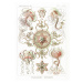 Obrazová reprodukce Trachomedusae–Kolbenquallen (1904), Ernst Haeckel, 30 × 40 cm