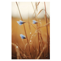 Fotografie Blue Corn Flowers, Treechild, 26.7 × 40 cm