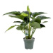 Filodendron 'Green Beauty' hydroponický květináč 27cm