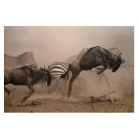 Fotografie wildebbest and Zebra running, Manoj Shah, (40 x 26.7 cm)