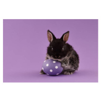 Umělecká fotografie Easter bunny rabbit with egg on purple background, kobeza, (40 x 26.7 cm)