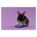 Fotografie Easter bunny rabbit with egg on purple background, kobeza, (40 x 26.7 cm)