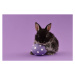 Fotografie Easter bunny rabbit with egg on purple background, kobeza, 40 × 26.7 cm