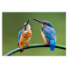 Fotografie The lovely pair of Common Kingfisher, PrinPrince, 40x26.7 cm