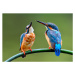 Fotografie The lovely pair of Common Kingfisher, PrinPrince, 40 × 26.7 cm