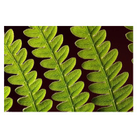 Fotografie Bracken Fern Leaf, weisschr, 40 × 26.7 cm