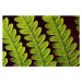 Fotografie Bracken Fern Leaf, weisschr, 40 × 26.7 cm