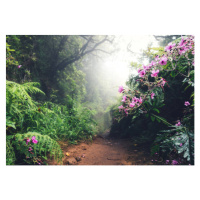 Fotografie Walking Path On Madeira Island, borchee, (40 x 26.7 cm)