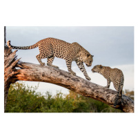 Fotografie A mother leopard, Panthera pardus, walks, Mint Images, 40 × 26.7 cm