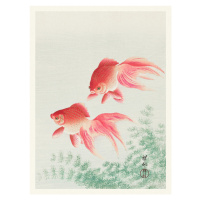 Obrazová reprodukce Two Veil Goldfish, Ohara Koson, 30 × 40 cm