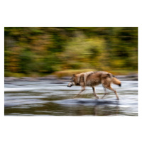 Fotografie Wolf in the USA, Kathleen Reeder Wildlife Photography, (40 x 26.7 cm)