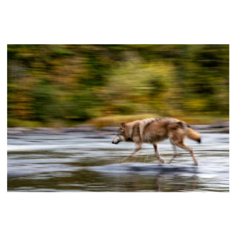Umělecká fotografie Wolf in the USA, Kathleen Reeder Wildlife Photography, (40 x 26.7 cm)