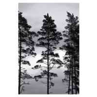 Fotografie Swedish Trees, Mareike Böhmer, (26.7 x 40 cm)