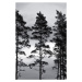 Fotografie Swedish Trees, Mareike Böhmer, 26.7 × 40 cm