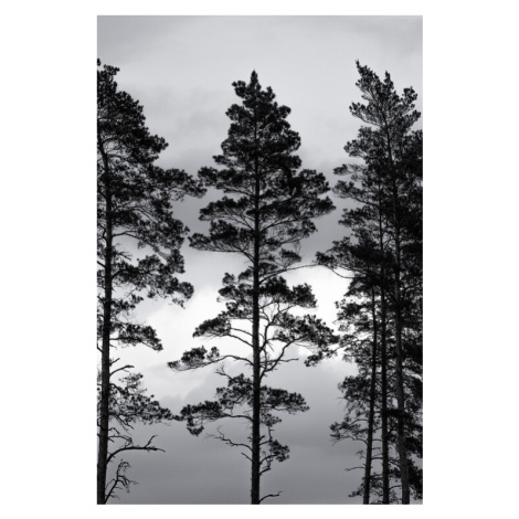 Fotografie Swedish Trees, Mareike Böhmer, 26.7x40 cm