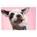 Umělecká fotografie Dog catching a biscuit., ClarkandCompany, (40 x 26.7 cm)