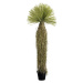KARE Design Dekorativní rostlina Yucca 180cm