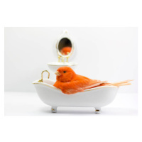 Fotografie Bird taking a bath in the bathtub, Fernando Trabanco Fotografía, (40 x 26.7 cm)