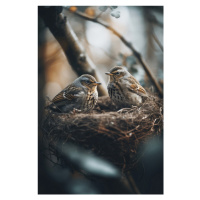 Fotografie Birds In Nest No 2, Treechild, 26.7 × 40 cm