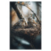 Fotografie Birds In Nest No 2, Treechild, 26.7 × 40 cm