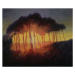 Obrazová reprodukce Wild Trees at Sunset, 2002, Antonia Myatt, 40 × 33.3 cm