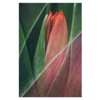 Fotografie Tulip, Johan Lennartsson, 26.7 × 40 cm