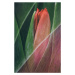 Fotografie Tulip, Johan Lennartsson, 26.7 × 40 cm