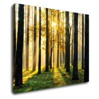 Impresi Obraz Osvícený les - 90 x 70 cm