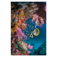 Fotografie Butterflyfish with soft corals., Georgette Douwma, 26.7 × 40 cm