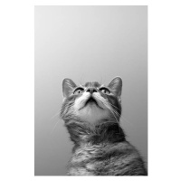 Umělecká fotografie a cat on grey background, Zoonar RF, (26.7 x 40 cm)
