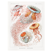 Obrazová reprodukce Discomedusae–Scheibenquallen, Ernst Haeckel, 30 × 40 cm