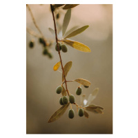 Fotografie Olivenbäume Olivenplantage in der Toscana Italien, Tabitha Arn, 26.7 × 40 cm